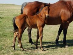 Top Gun Houston JW <BR> AQHA 6005062